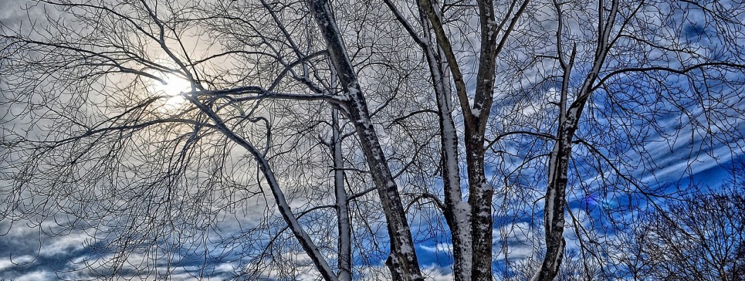 Winter Tree Sky